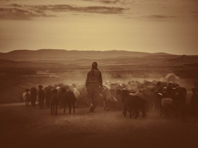 woman standing beside black and brown animals