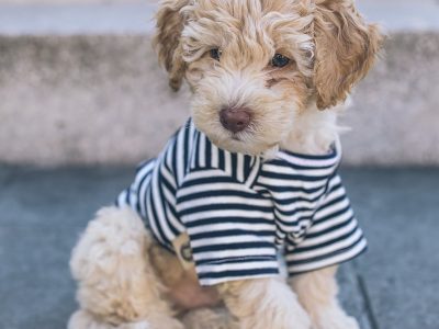 brown long coated small dog in blue and white striped shirt