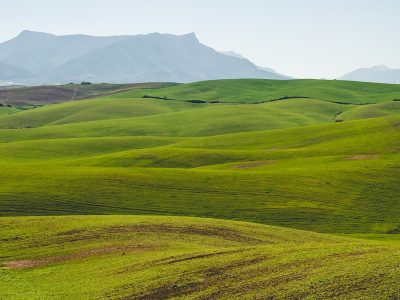 green grassland under clear sky