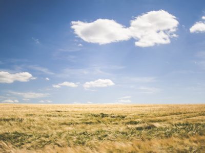 brown grasses under white clouds at daytime
