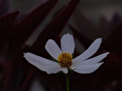 A white flower with a yellow center surrounded by other flowers